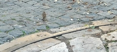 Passer domesticus