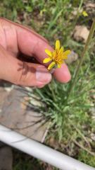 Agoseris glauca
