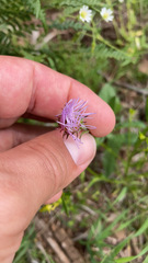 Cirsium wheeleri