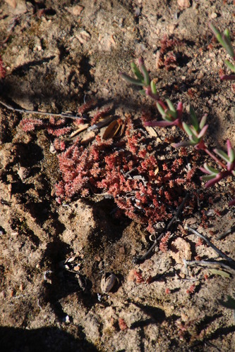 Crassula campestris