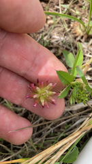 Trifolium pinetorum