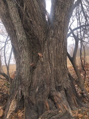 Salix nigra