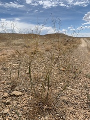 Eriogonum inflatum