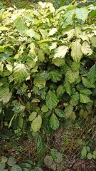 Polyscias guilfoylei