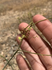 Eriogonum inflatum