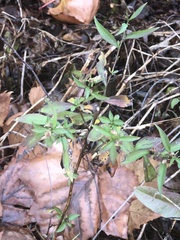 Symphyotrichum ontarionis