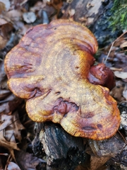 Ganoderma curtisii