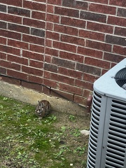 Sylvilagus floridanus