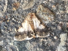 Lepidoptera