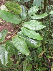 Hymenaea