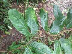 Hymenaea