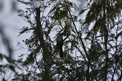 Toxostoma longirostre