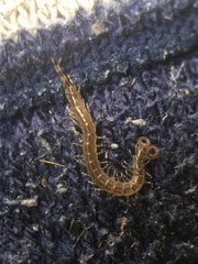 Scolopendromorpha