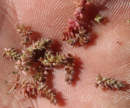 Crassula campestris