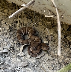 Agkistrodon laticinctus