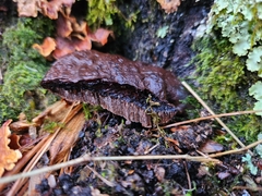 Ganoderma curtisii