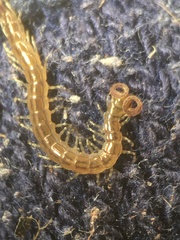 Scolopendromorpha