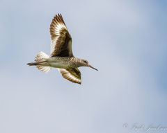 Tringa semipalmata semipalmata