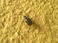 Diabroticina