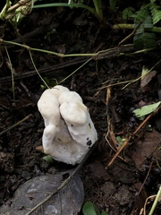 Helvella crispa