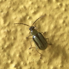 Diabroticina