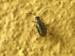 Diabroticina