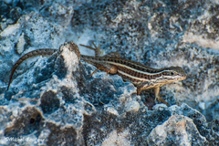 Leiocephalus stictigaster septentrionalis