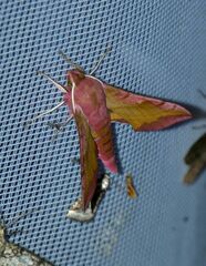 Deilephila porcellus