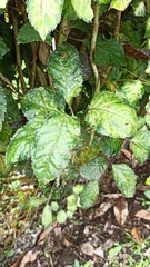 Polyscias guilfoylei