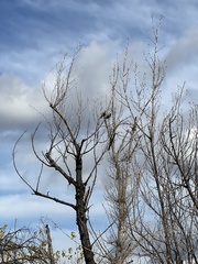 Caragana arborescens