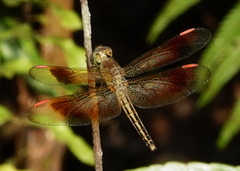 Neurothemis manadensis