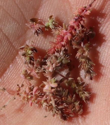 Crassula campestris
