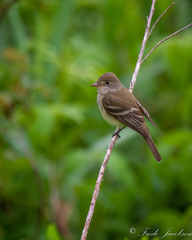 Empidonax traillii traillii