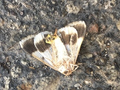 Lepidoptera