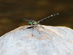 Austrogomphus prasinus