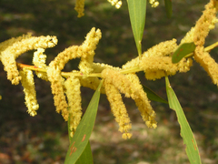 Acacia longifolia longifolia