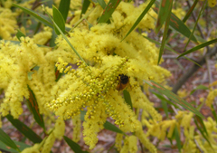 Acacia longifolia longifolia