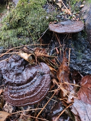 Ganoderma curtisii