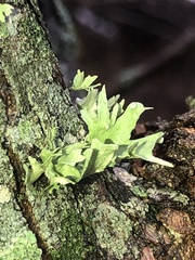 Ramalina americana
