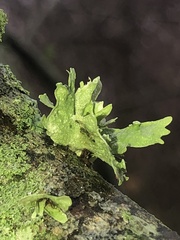 Ramalina americana