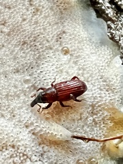 Dryophthorus americanus