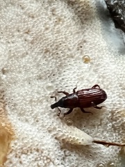 Dryophthorus americanus