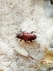 Dryophthorus americanus