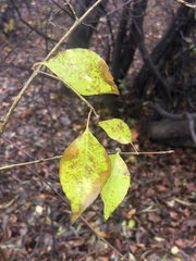 Forestiera acuminata