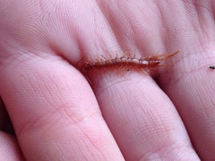 Lithobiomorpha