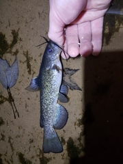 Ameiurus serracanthus