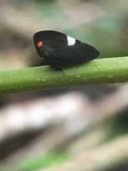 Membracis nigra