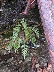 Asplenium montanum