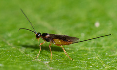 Alysiinae