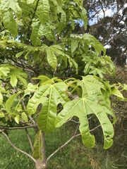 Brachychiton